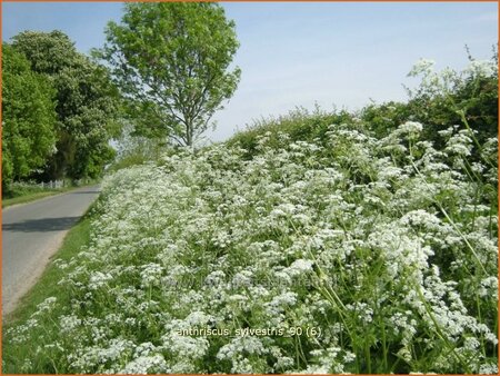 Anthriscus sylvestris