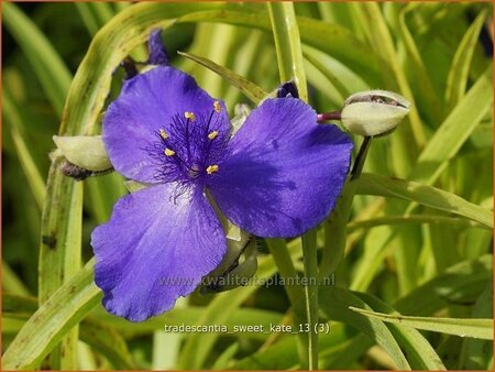 Tradescantia 'Sweet Kate'