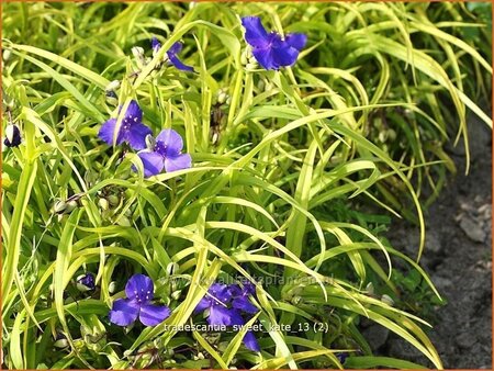 Tradescantia 'Sweet Kate'