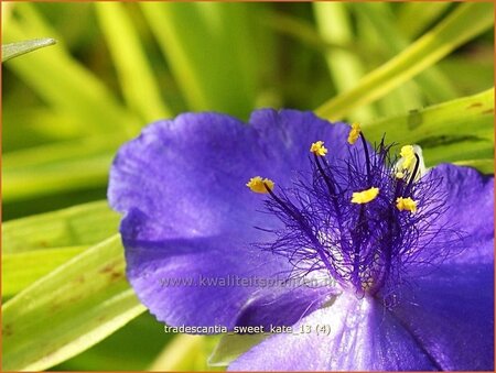 Tradescantia 'Sweet Kate'