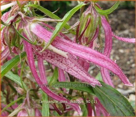 Campanula &#39;Pink Octopus&#39;