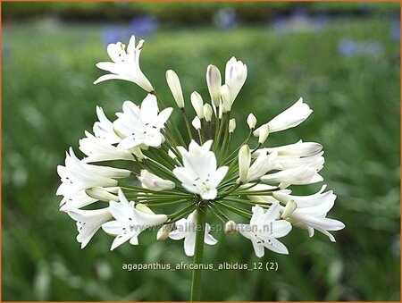 Agapanthus africanus &#39;Albidus&#39;