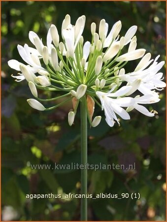 Agapanthus africanus &#39;Albidus&#39;