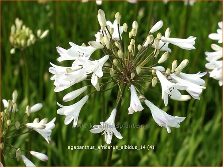 Agapanthus africanus &#39;Albidus&#39;