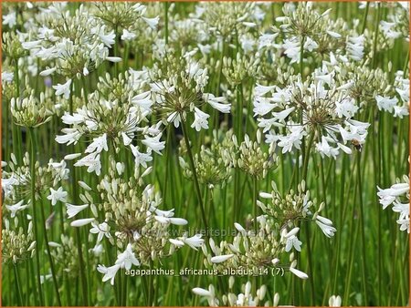 Agapanthus africanus &#39;Albidus&#39;