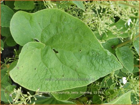 Brunnera macrophylla &#39;Betty Bowring&#39;