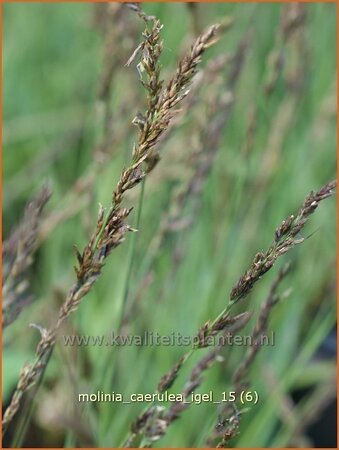 Molinia caerulea &#39;Igel&#39;