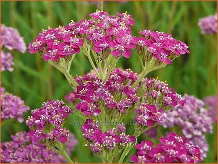 Achillea &#39;Velour&#39;