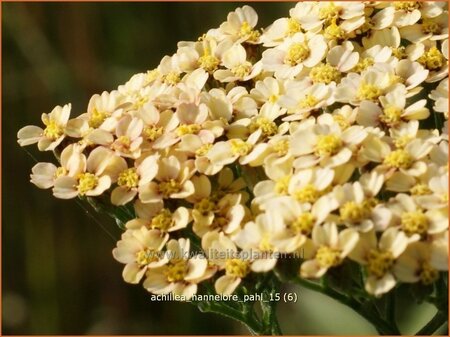 Achillea &#39;Hannelore Pahl&#39;