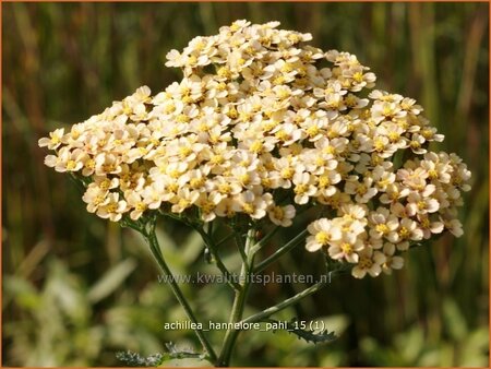 Achillea &#39;Hannelore Pahl&#39;