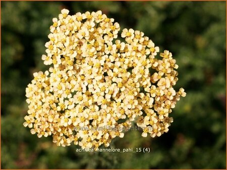 Achillea &#39;Hannelore Pahl&#39;