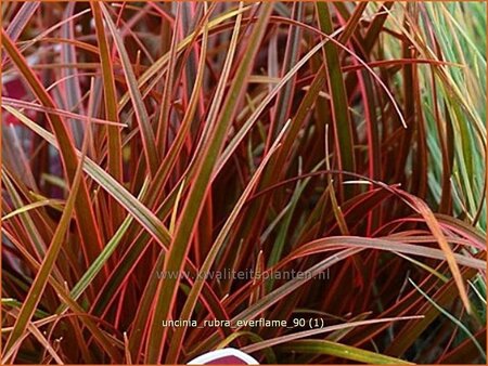 Uncinia rubra &#39;Everflame&#39;