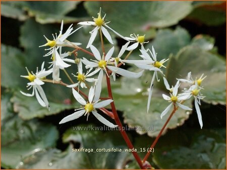 Saxifraga cortusifolia &#39;Wada&#39;