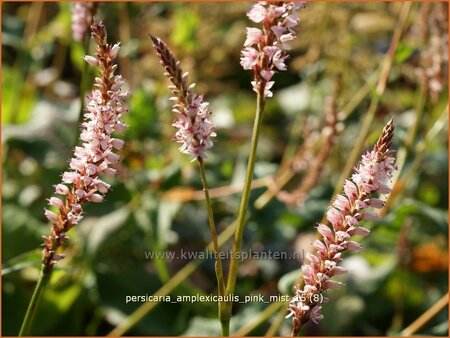 Persicaria amplexicaulis 'Pink Mist'