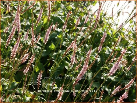 Persicaria amplexicaulis 'Pink Mist'