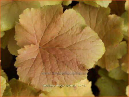 Heuchera 'Mega Caramel'