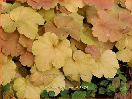 Heuchera 'Mega Caramel'