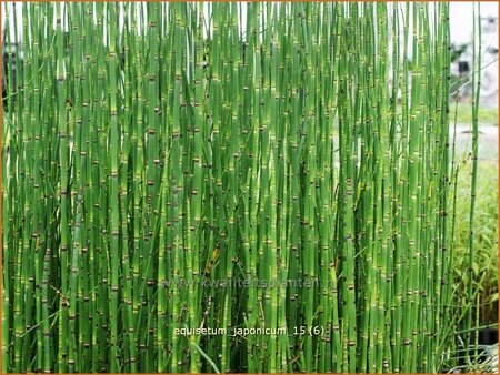 Equisetum japonicum