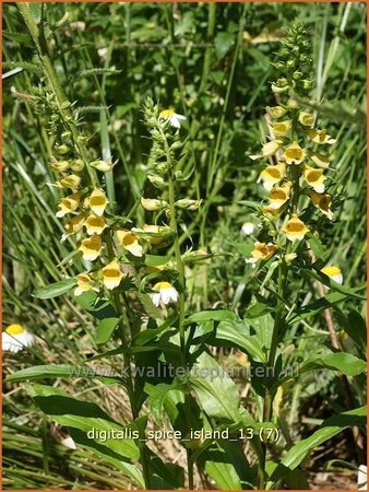 Digitalis &#39;Spice Island&#39;