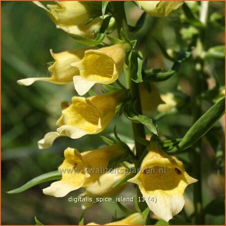 Digitalis &#39;Spice Island&#39;