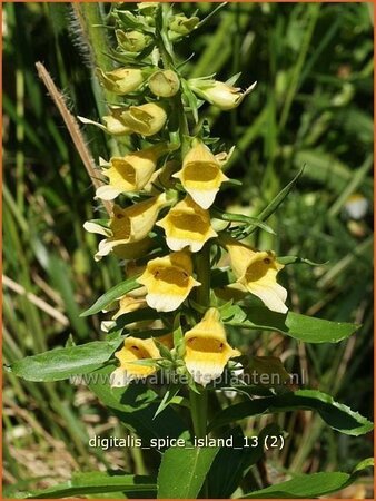 Digitalis &#39;Spice Island&#39;