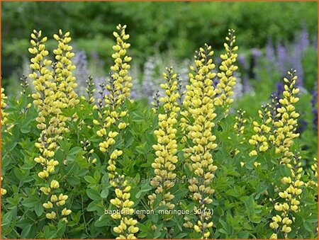 Baptisia 'Lemon Meringue'