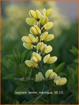Baptisia 'Lemon Meringue'