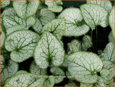 Brunnera macrophylla &#39;Silver Spear&#39;