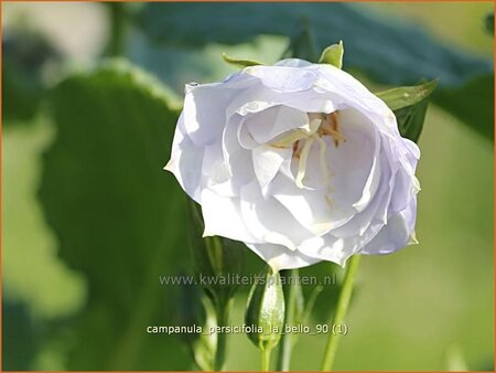 Campanula persicifolia 'La Bello'