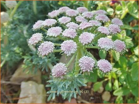 Seseli gummiferum