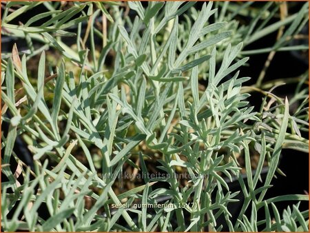 Seseli gummiferum