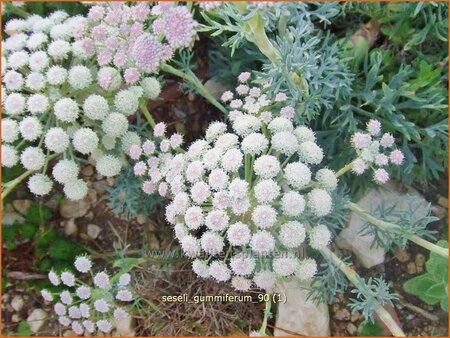 Seseli gummiferum