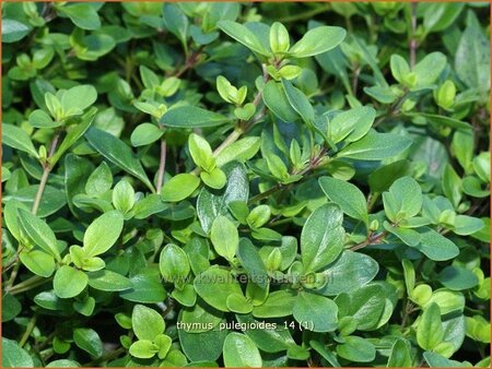 Thymus pulegioides