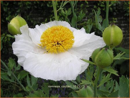 Romneya coulteri