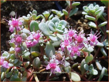 Sedum cyaneum 'Rosenteppich'