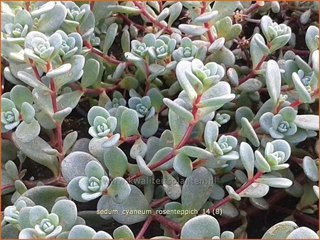 Sedum cyaneum 'Rosenteppich'