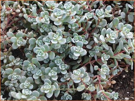 Sedum cyaneum 'Rosenteppich'