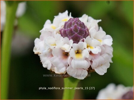 Phyla nodiflora &#39;Summer Pearls&#39;