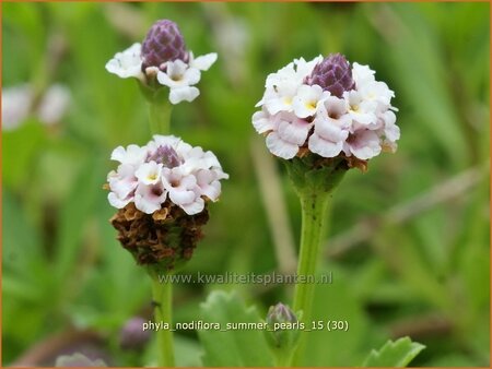 Phyla nodiflora &#39;Summer Pearls&#39;