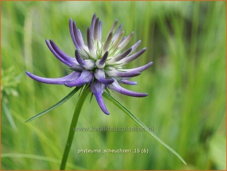 Phyteuma scheuchzeri