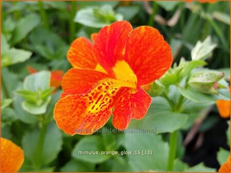 Mimulus &#39;Orange Glow&#39;