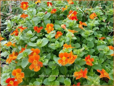 Mimulus &#39;Orange Glow&#39;
