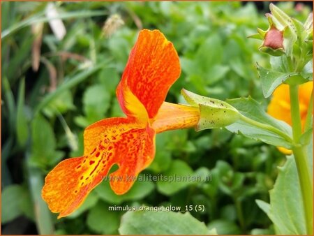 Mimulus &#39;Orange Glow&#39;
