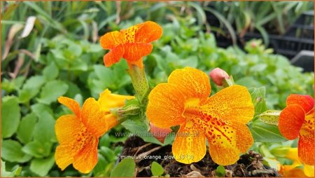 Mimulus &#39;Orange Glow&#39;