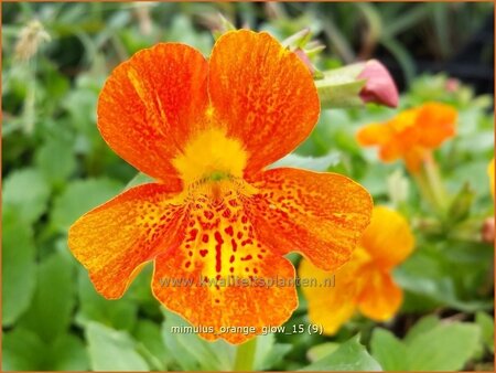 Mimulus &#39;Orange Glow&#39;