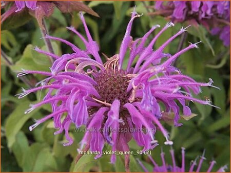 Monarda &#39;Violet Queen&#39;