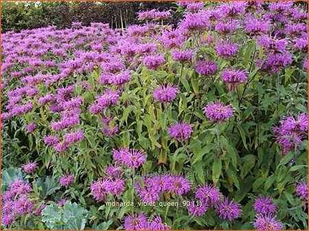 Monarda &#39;Violet Queen&#39;