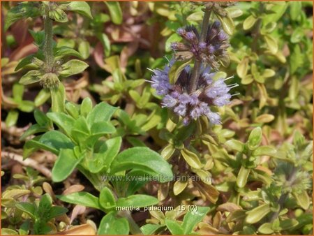 Mentha pulegium