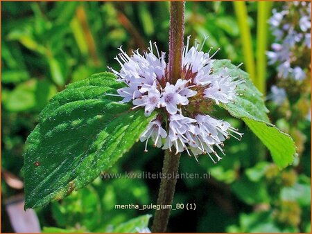 Mentha pulegium