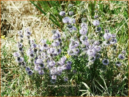 Mentha pulegium